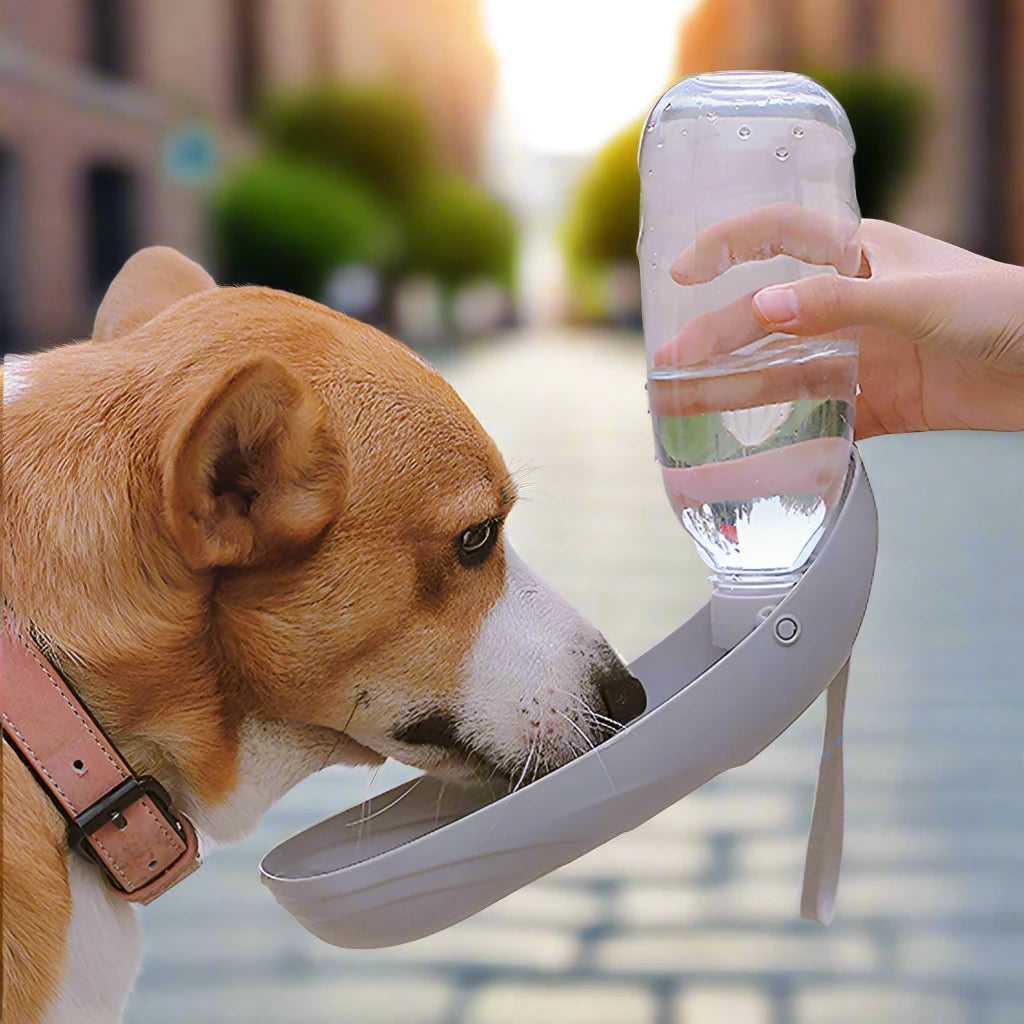 QuickSip Dog Bottle 2.0